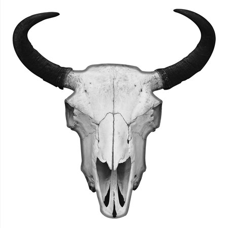 NEXT INNOVATIONS Black and White Bison Skull Wall Art 101410072-BW